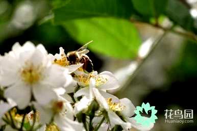 茶花养殖方法介绍图，如何种植茶花