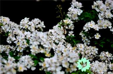 茶花养殖方法介绍图，如何种植茶花