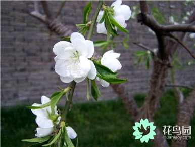 茶花养殖方法介绍图，如何种植茶花