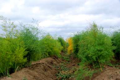 芦笋根可以种植几天发芽，如何种植芦笋种子发芽