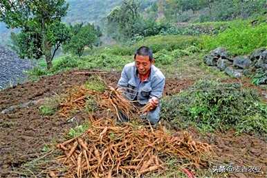 如何培养和维护人参，温室无土栽培人参