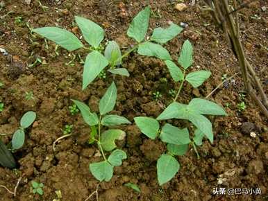 什么时候种豆子最好，什么时候种豆子最好？