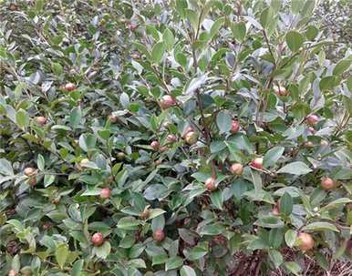 油茶果树种植前景，油茶种植前景如何？