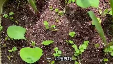 什么肥料最适合种植芋头，什么时候种植芋头最好？