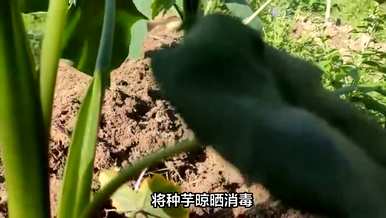 什么肥料最适合种植芋头，什么时候种植芋头最好？