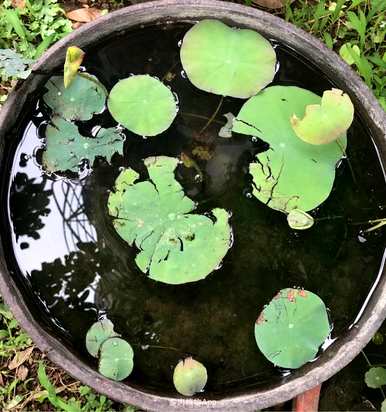 如何种植碗莲开花？碗莲开花全过程视频