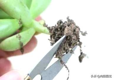 多肉植物怎么养才又大又肥？多肉植物用什么肥料长肥？