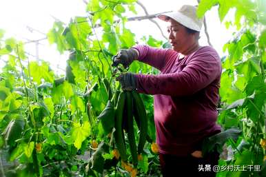 适合在家种植蔬菜，什么蔬菜适合每月种植？