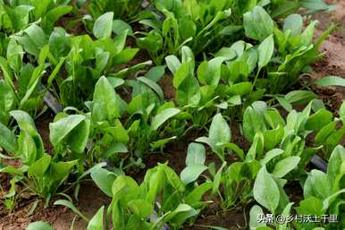 适合在家种植蔬菜，什么蔬菜适合每月种植？