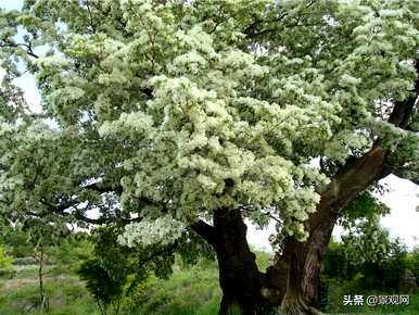 流苏种子能发芽五年吗？流苏种子能发芽多久？