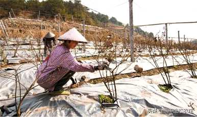 蓝莓适合在哪里种植，蓝莓树适合在哪里种植