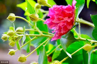 芙蓉花怎么养才能养好枝条，芙蓉花怎么养才能养好