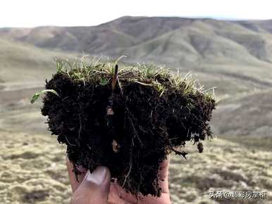 如何种植冬虫夏草，如何种植视频