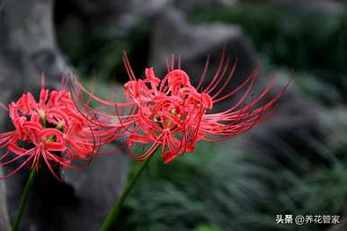 九月的守护花是什么，九月的守护花是什么？