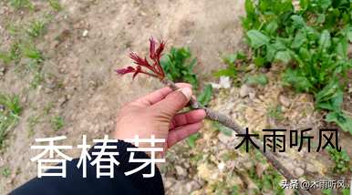 香椿什么时候种最好，香椿什么时候种最好？