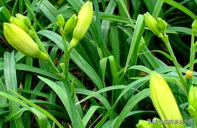 如何种植黄花菜，黄花菜种植机