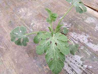 露地小拱棚移植西瓜幼苗缓慢，西瓜种植后需要几天才能浇水