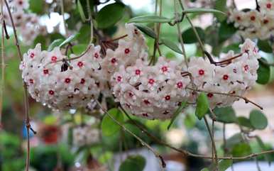 球兰花架什么时候开花？