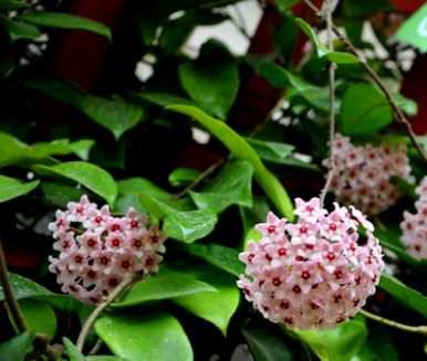 球兰花架什么时候开花？