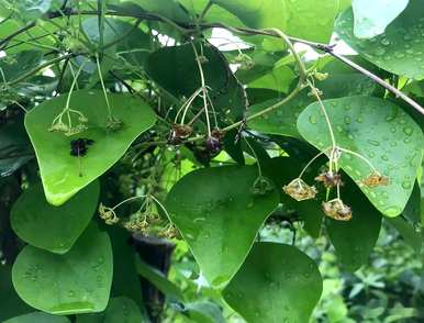 详细介绍了千金藤种植技术的缺点