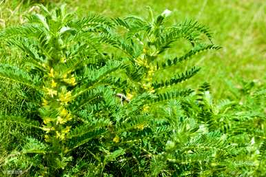 黄芪能在北方种植吗？黄芪机械化种植视频