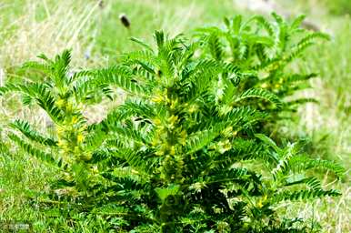 黄芪能在北方种植吗？黄芪机械化种植视频