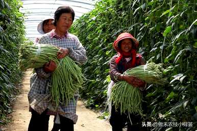 怎样种豆才能产量高，架豆哪个品种产量高？