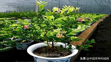 蓝莓树的种植和维护，如何种植和维护蓝莓