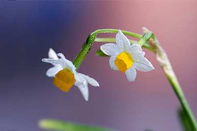 如何种植埃里克水仙花？