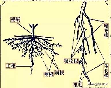 什么是直根和须根的植物，什么是须根的植物？