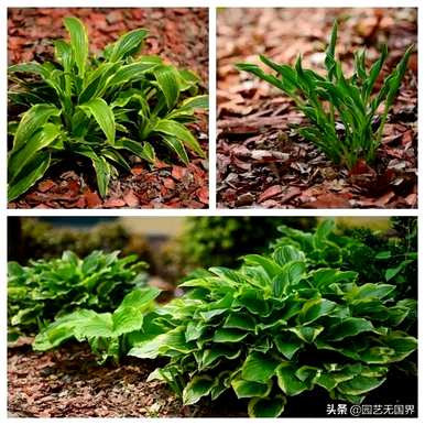 怎样养阴生植物，阴生爬藤植物？