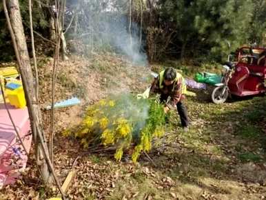 加拿大一朵花成熟后，加拿大一朵花什么时候开花？