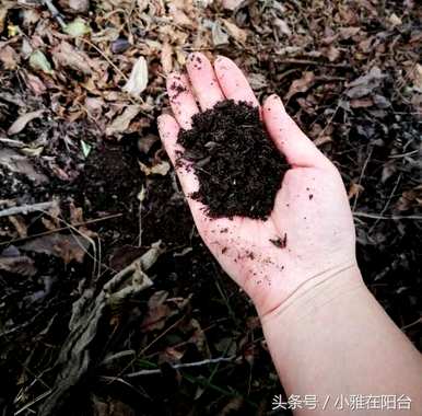 君子兰用腐叶土浇水，腐叶土君子兰用黄水浇水