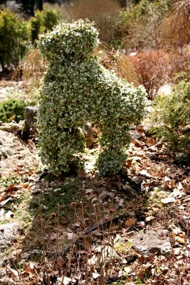 冬青卫矛属于什么植物，冬青卫矛属于什么植物？