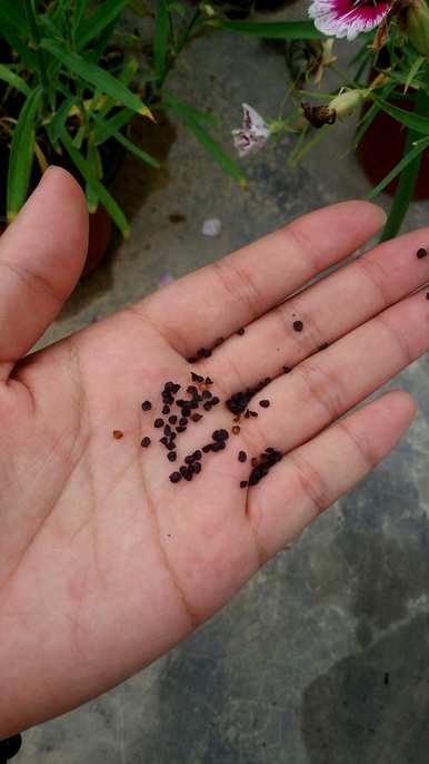 石竹花适合庭院种植吗？石竹花的种植和栽培？