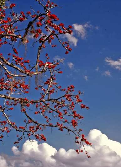 水仙花何时开花，水仙花何时开花