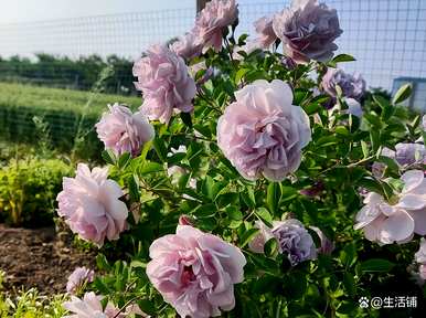 月季花的养殖方法及注意事项，夏季月季花盆栽的最佳养殖方法