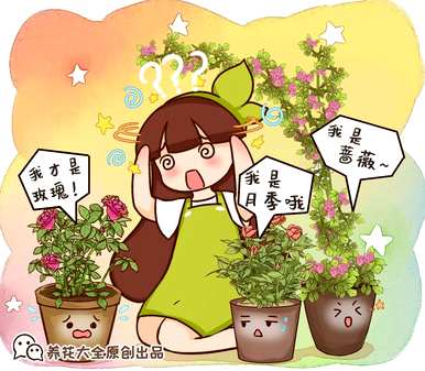 月季花瓣有什么用处，月季花是什么颜色的花瓣？