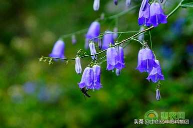 风铃草花语送给朋友，枯萎的风铃草花语