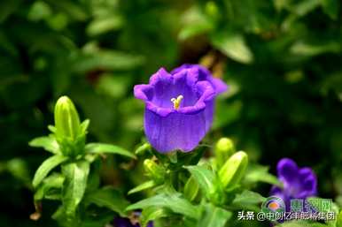 风铃草花语送给朋友，枯萎的风铃草花语