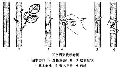 嫁接树苗的方法和技术桃树，嫁接树苗的方法和技术