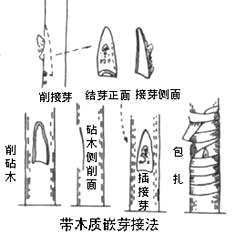 嫁接树苗的方法和技术桃树，嫁接树苗的方法和技术