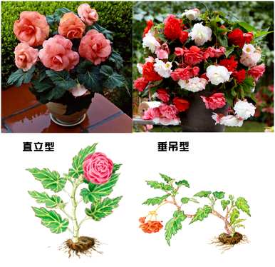 一年生植物的特点是什么？菊花是一年生植物吗？