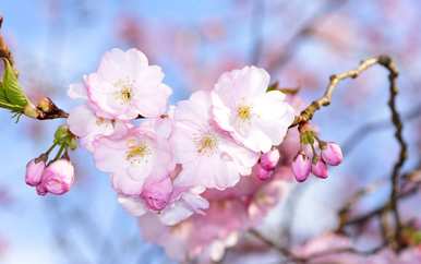 樱花的花语是什么意思，樱花的花语是什么意思？网络语言