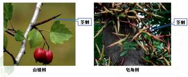 常见的地下变态茎可分为四类，什么是变态茎？