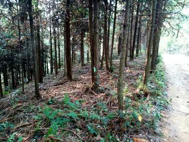 目前，杉树种植技术和管理在农村地区的前景