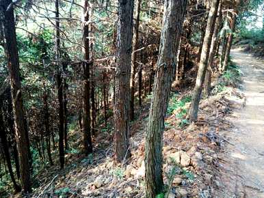 目前，杉树种植技术和管理在农村地区的前景