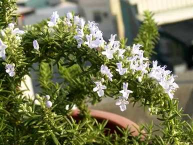 迷迭香精灵王的花语，迷迭香的花语是什么？