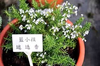 迷迭香精灵王的花语，迷迭香的花语是什么？