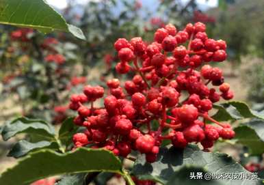 花椒树种植前景，花椒树种植方法